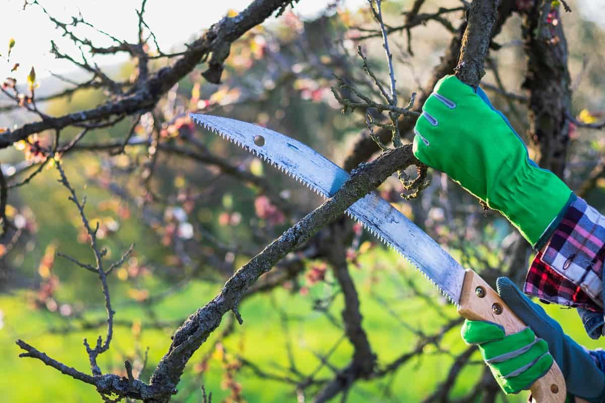 Best Hand Saw for Cutting Trees - bestyardtools.com