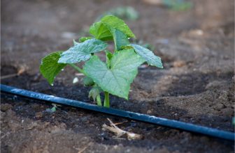 Young stem of cucumber in black soil with a ribbon for drip irrigation